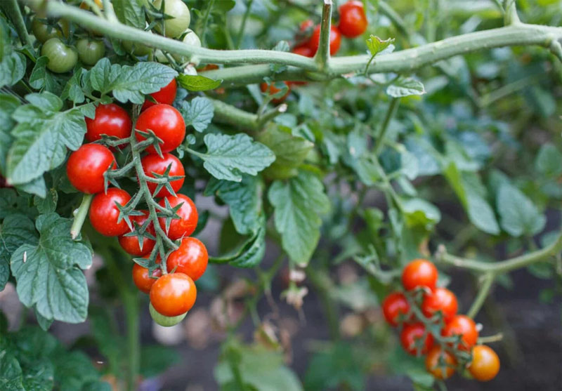 philafrance-distribution-tomates philafrance-distribution-tomates-europe