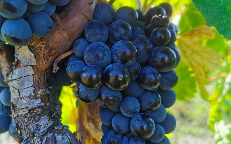 viticulture-domaine-chateau-l-espigne-activites-groupe-hoceg viticulture-domaine-viticole-chateau-l-espigne-activites-groupe-hoceg